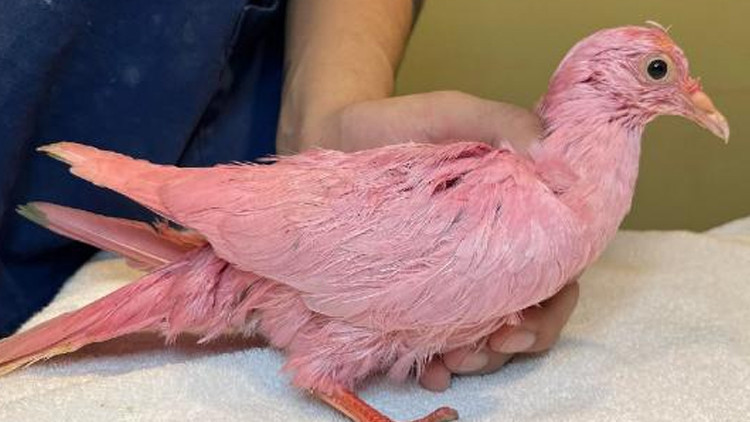 Bu kadarına da pes diyeceksiniz Cinsiyet partisi için güvercini pembeye boyanmışlar
