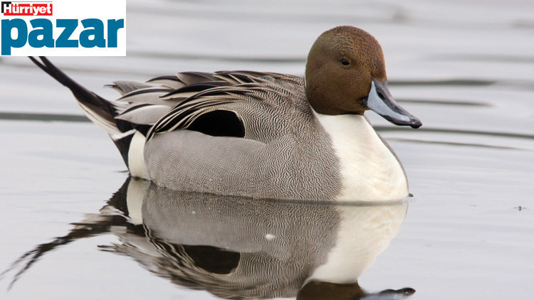 Kaos başladı Kaos başladı