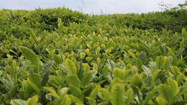 Çaykurdan güçlü kar