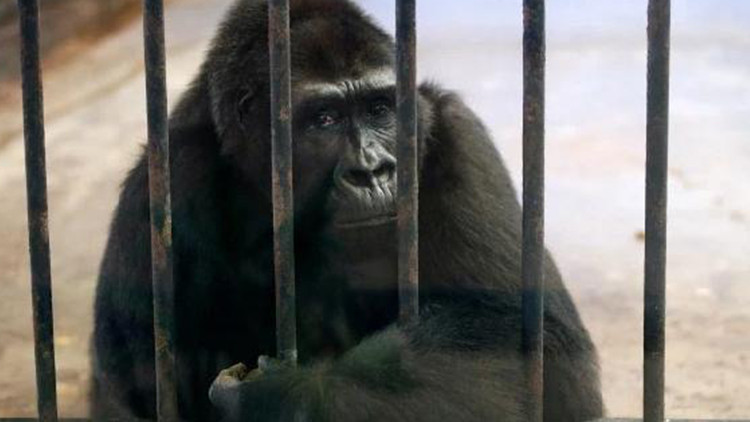 ‘Dünyanın en yalnız gorili’ için başlatılan imza kampanyası 120 bini buldu