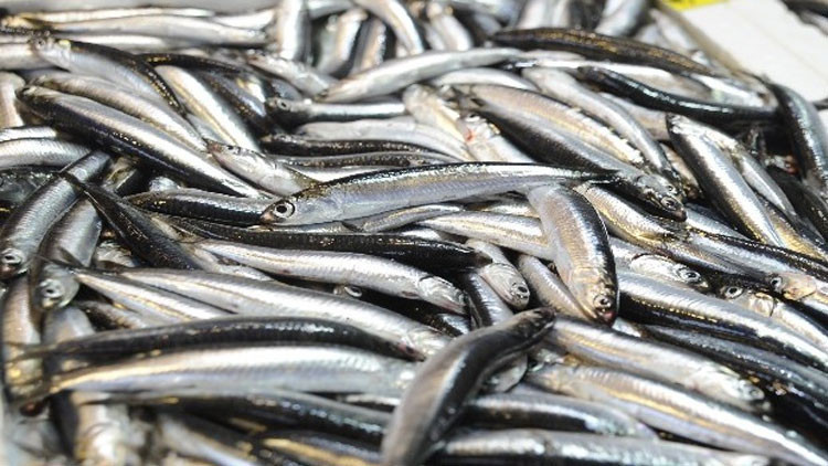 Balıkçılar sezonu erken kapadı