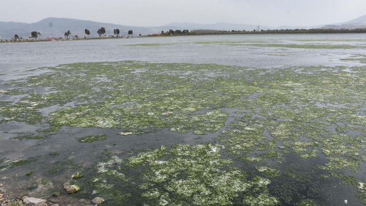 İzmir Körfezinde son 1 yıldır deniz marulları hiç yok olmadı