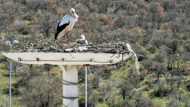 Leyleklere özel yuva Leyleklere özel yuva
