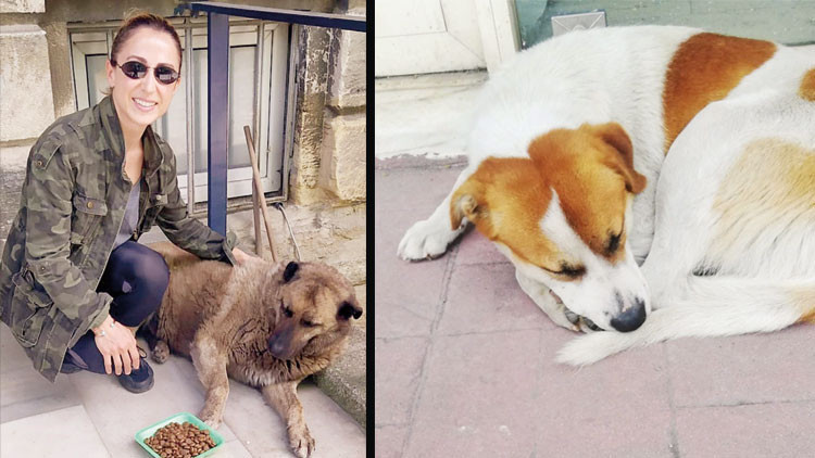 Maçka Parkı’nda Büdü nöbeti Maçka Parkı’nda Büdü nöbeti