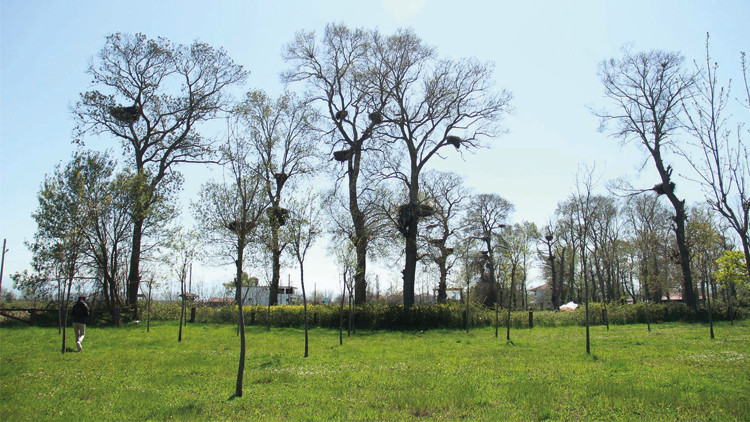 Leylekler yuvaya döndü