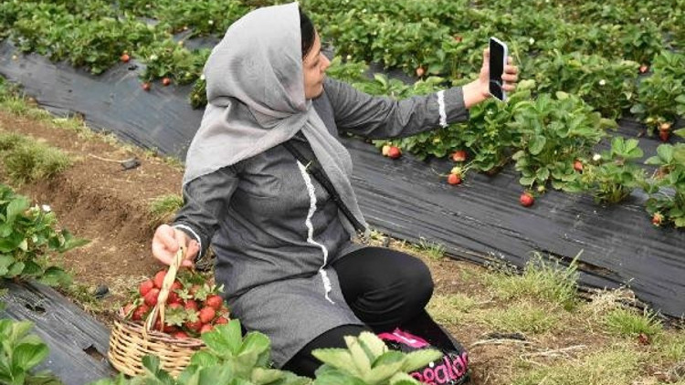 Depremzede ve göçmen kadınlara yönelik çilek hasadı gezisi