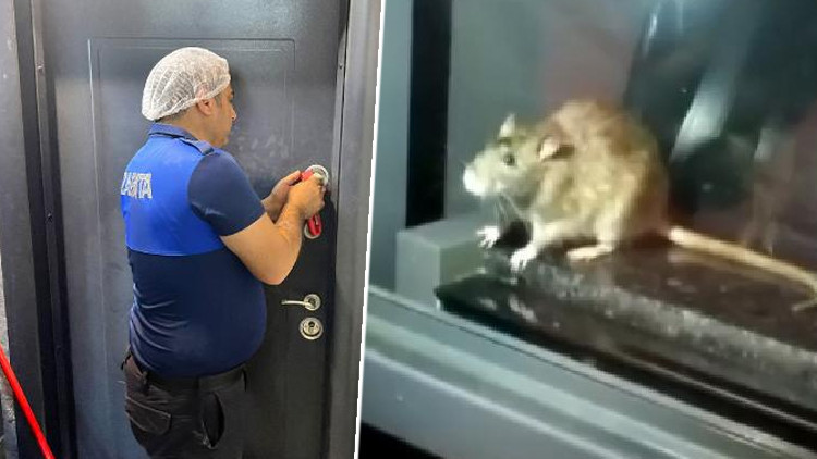 Fare görülen fırın mühürlendi, tüm ürünler imha edildi