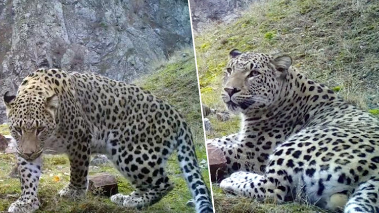 Anadolu parsının DNAsı alındı, Dünya Gen Bankasına girdi