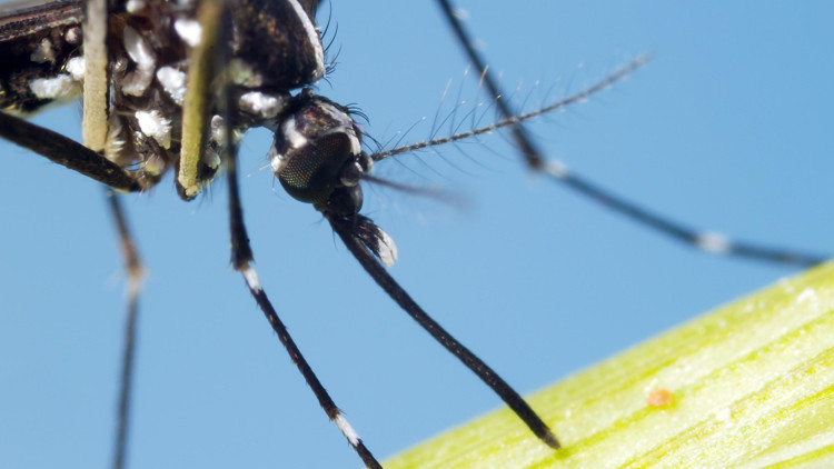 ASYA KAPLAN SİVRİSİNEĞİ DOSYASI | En çok saksı dibinde birikmiş sularda, sokağa bırakılan içecek kutularında ve su kaplarında ürüyor ASYA KAPLAN SİVRİSİNEĞİ DOSYASI | En çok saksı dibinde birikmiş sularda, sokağa bırakılan içecek kutularında ve su kaplarında ürüyor