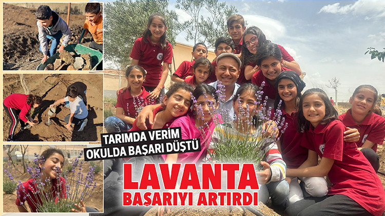 Lavanta başarıyı artırdı