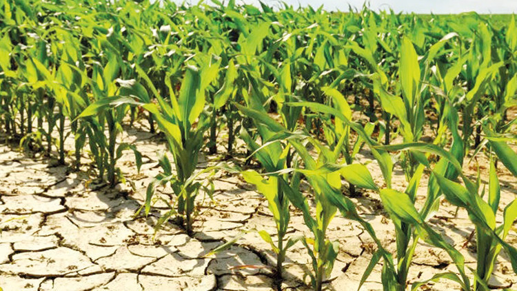 Üretim ve gıda fiyatları kuraklıktan etkilenecek Üretim ve gıda fiyatları kuraklıktan etkilenecek