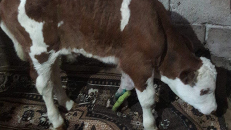 Doğum sırasında bacağı kırılan buzağıya 6 platin takıldı Doğum sırasında bacağı kırılan buzağıya 6 platin takıldı