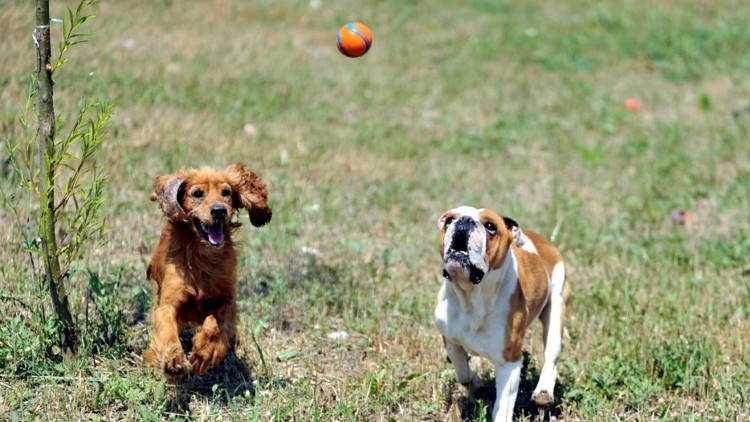 Yuva arıyorlar Sayıları her geçen gün artıyor