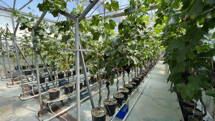 Manisa’da ilk üzüm hasadı topraksız tarımla yapıldı Manisa’da ilk üzüm hasadı topraksız tarımla yapıldı