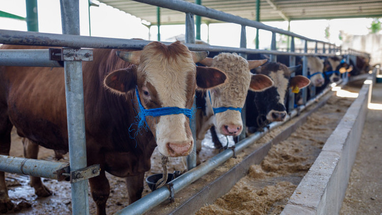 Şap hastalığı insanlara geçer mi, öldürür mü Şap yenilen etten bulaşır mı Şap hastalığı insanlara geçer mi, öldürür mü Şap yenilen etten bulaşır mı