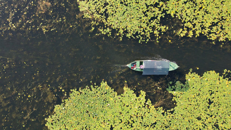 Nilüferleri ile ünlü Işıklı Gölünde, bayramda ziyaretçi yoğunluğu