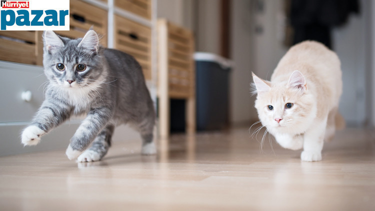 İsmiyle müsamma kediler İsmiyle müsamma kediler