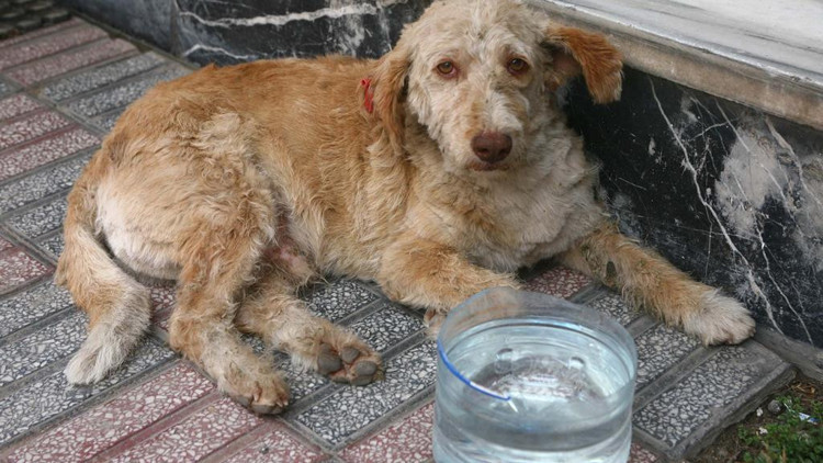 Hayvanlara ‘can suyu olun