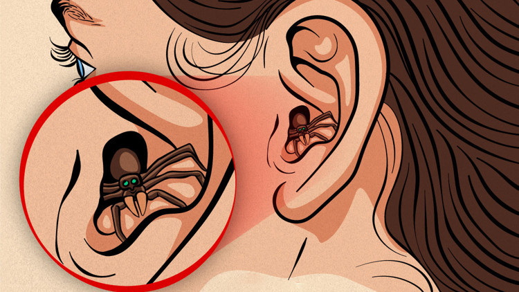 Bir hamam böceği ya da örümcek, ayakları ile kulağınızı kaşıyor olabilir... Kulağa kaçan böcekler beyne kadar ilerler mi Bir hamam böceği ya da örümcek, ayakları ile kulağınızı kaşıyor olabilir... Kulağa kaçan böcekler beyne kadar ilerler mi