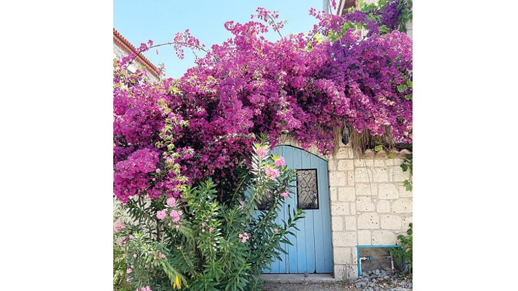 Gezgin - Ferzan Yapkuöz Alaçatı’da kahvaltı bir başkadır Gezgin - Ferzan Yapkuöz Alaçatı’da kahvaltı bir başkadır