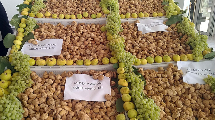 Aydının ilk kuru inciri satıldı