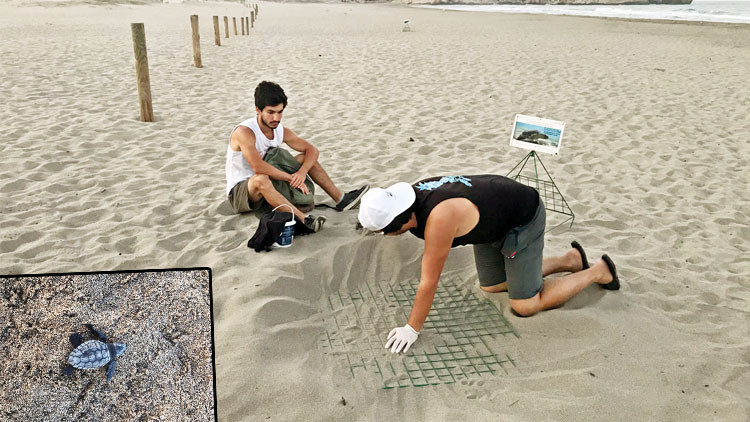 Carettalar rekor kırdı