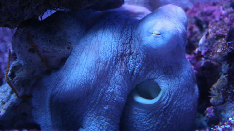 Rüya gören sadece biz değiliz Mürekkep balıklarından örümceklere tüm canlılar uykuda hareket halinde