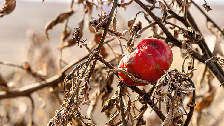 Gıda krizinde 2050 uyarısı