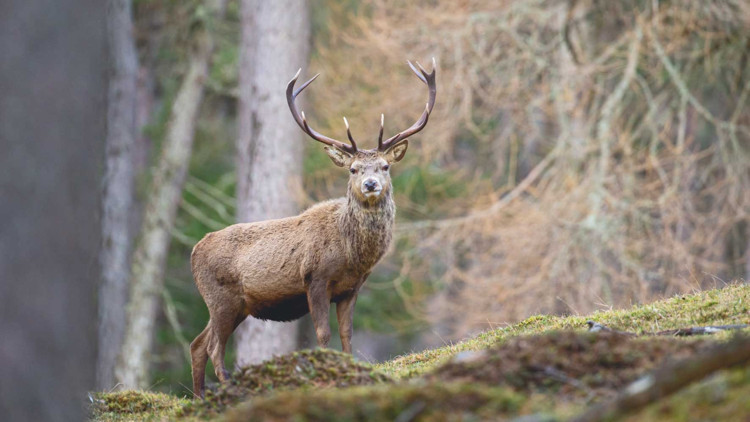Doğaya salınan hayvan türlerinin sayısı açıklandı... 21 yılın bilançosu