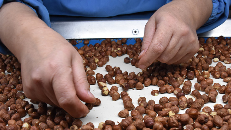 Fındıkta ihracat hedefi belli oldu Fındıkta ihracat hedefi belli oldu