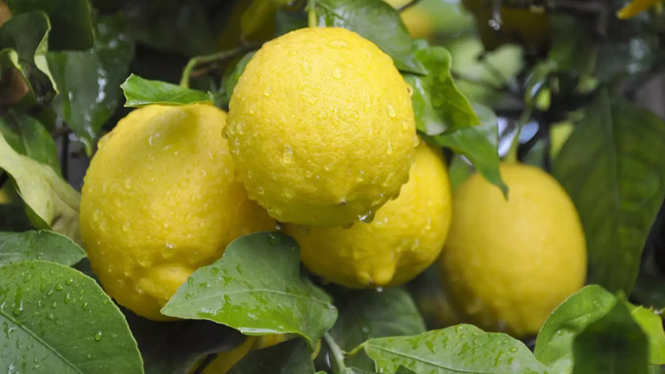 Limonda fiyat makası açıldı