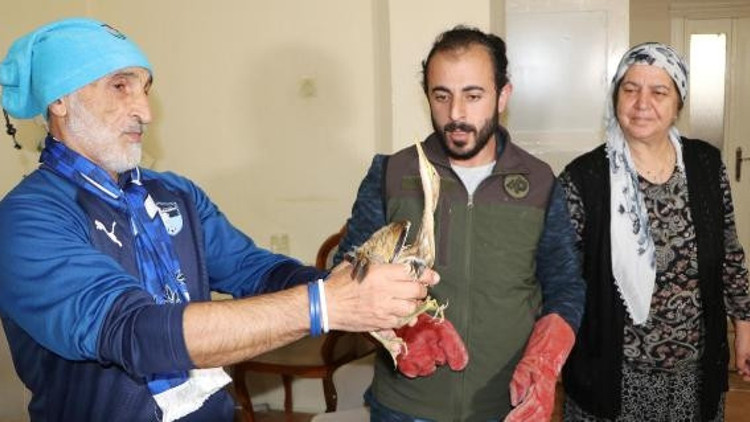 Göç yorgunu balaban kuşuna evlerinde bakım yaptılar
