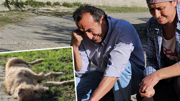Zonguldakta hayvanseverin köpeği darbedilip, öldürüldü Zonguldakta hayvanseverin köpeği darbedilip, öldürüldü