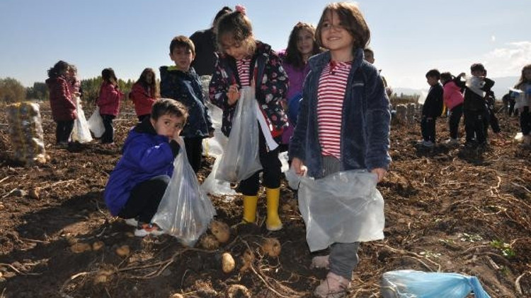 İlkokul ve lise öğrencileri patates hasadına katıldı İlkokul ve lise öğrencileri patates hasadına katıldı
