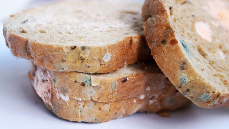 Yiyeceklerde küf görünce ne yapmalı Hangisini atmalı, hangisinin küfünü alıp kalanını tüketmeli | 10 SORUDA KÜF REHBERİ