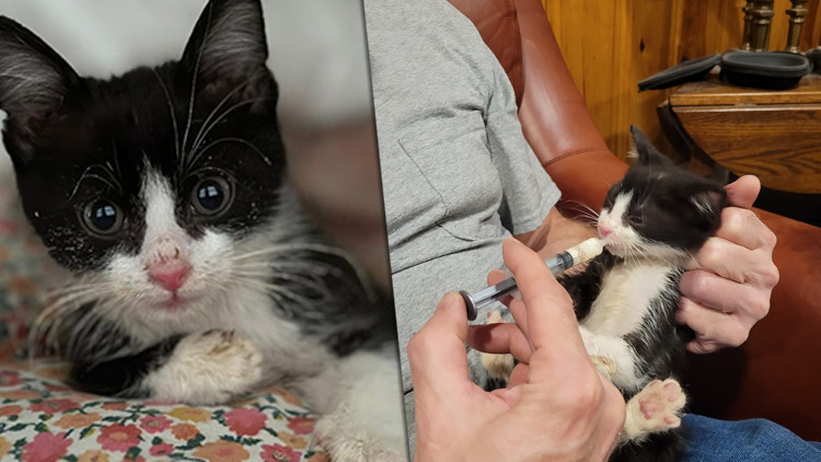 ABDyi karıştıran yavru kedi 7 milyon insan tehlikede...