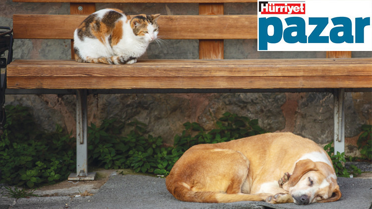 Karınları tok, sırtları pek olsun Karınları tok, sırtları pek olsun