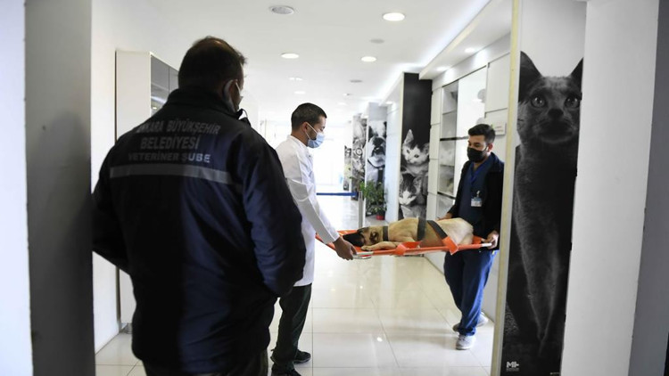 ABB kısırlaştırma rakamlarını açıkladı