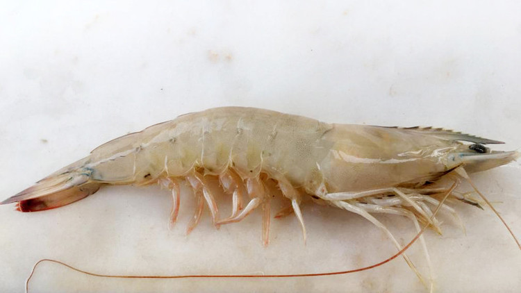 Uzman isim açıkladı: Antalya Körfezinde 3 tür hamsi, barbun, palamut ve karides görüldü Uzman isim açıkladı: Antalya Körfezinde 3 tür hamsi, barbun, palamut ve karides görüldü