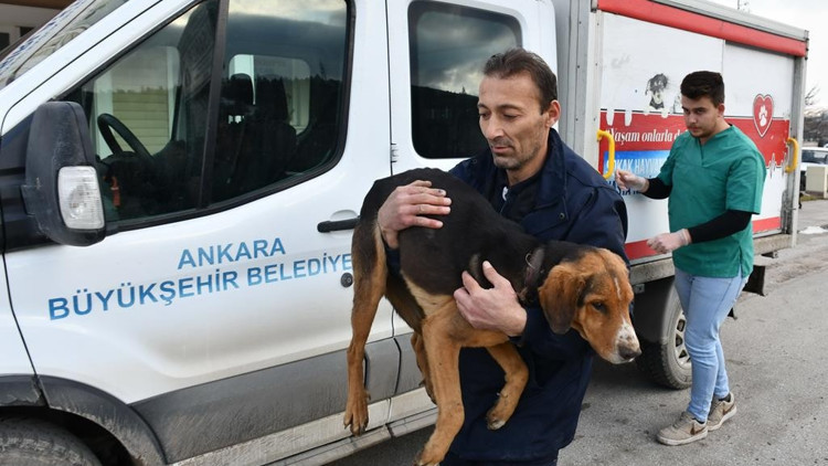 Topla kısırlaştır geri bırak ihalesi