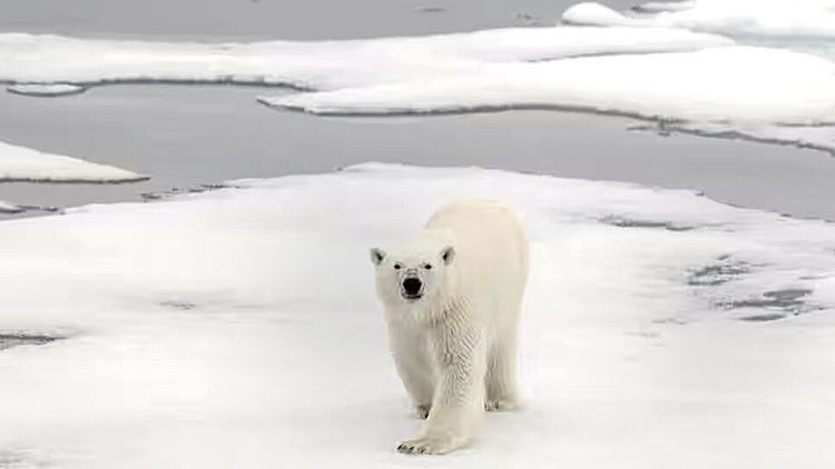 Kutup ayısı, kuş gribinden öldü Kutup ayısı, kuş gribinden öldü