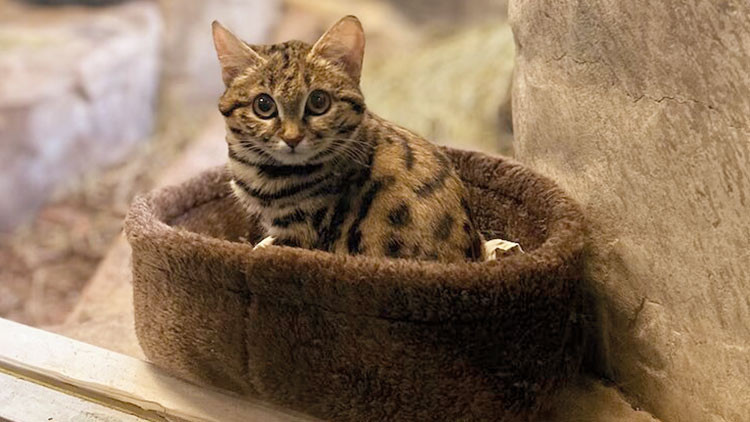 Dünyanın en ölümcül kedisi