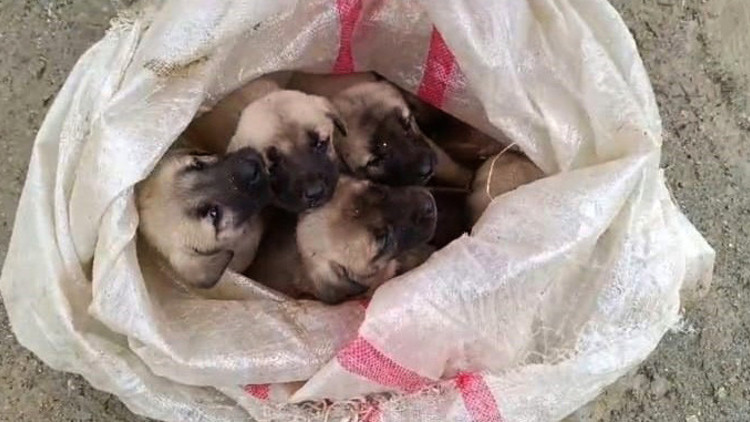 Bunun adı vicdansızlık 15 yavru köpek çuvalda bulundu