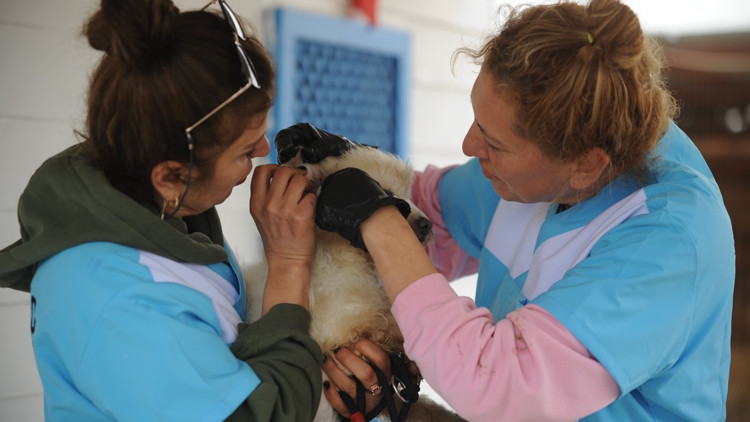 Bunun adı vicdansızlık Bakımsızlıktan kör olmuş, dişleri çekilmiş