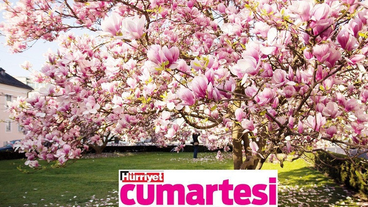 ‘Koklamaya kıyamam benim güzel manolyam’