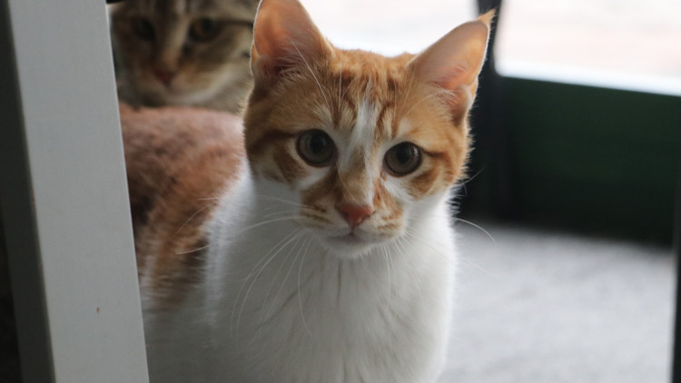 Anneleri depremden kurtarılan Patrick ve Sandyye yeni yuva aranıyor Anneleri depremden kurtarılan Patrick ve Sandyye yeni yuva aranıyor