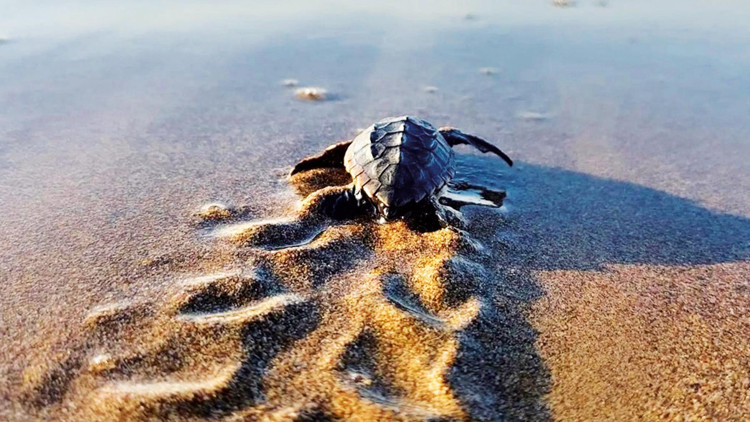 Turiste caretta uyarısı: beslemeyin Turiste caretta uyarısı: beslemeyin