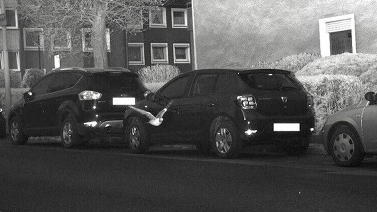 Güvercin hız sınırını aştı, radara yakalandı Güvercin hız sınırını aştı, radara yakalandı