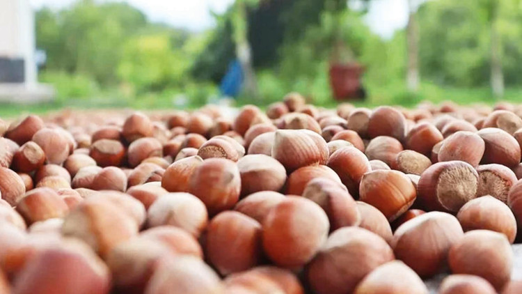 TMO’nun fındık satma kararı fiyatları tescilledi