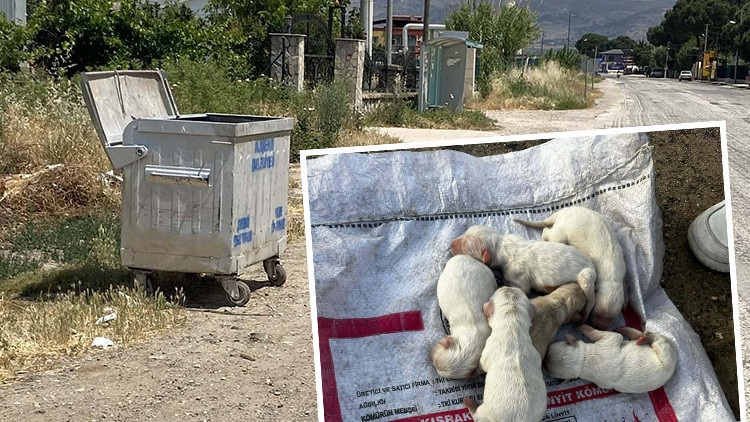 Vicdansızlığın böylesi Çöp konteynerindeki sesi fark eden öğrenciler buldu: Poşet ve çuval içinde yavru köpekler